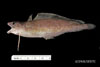 Urophycis earlii, Carolina hake, SEAMAP collections